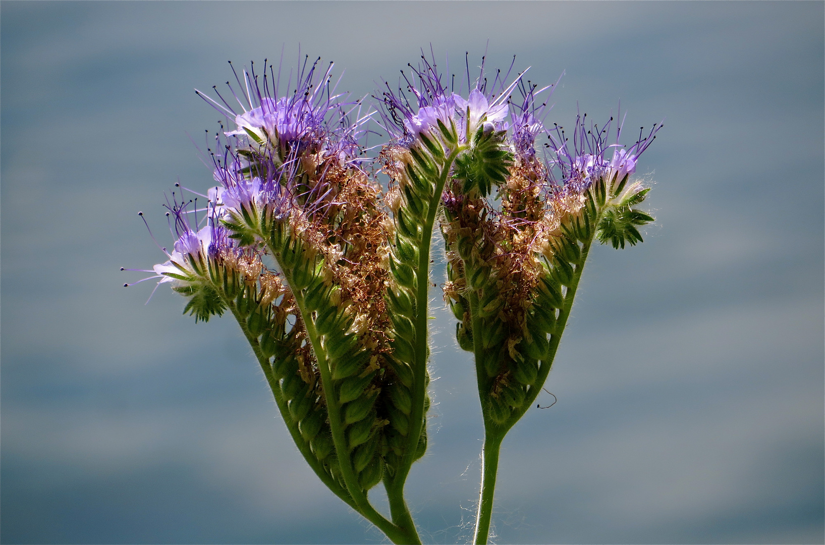 .. une  fleur bleu !!!...