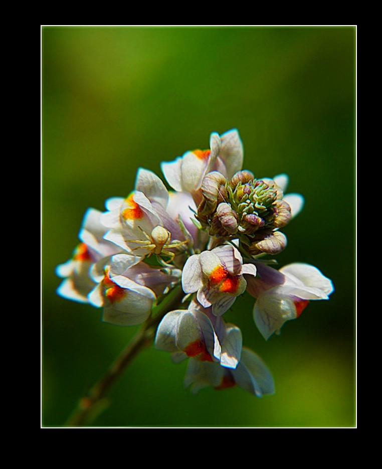 * une fleur *