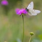 Une fleur comme balancelle