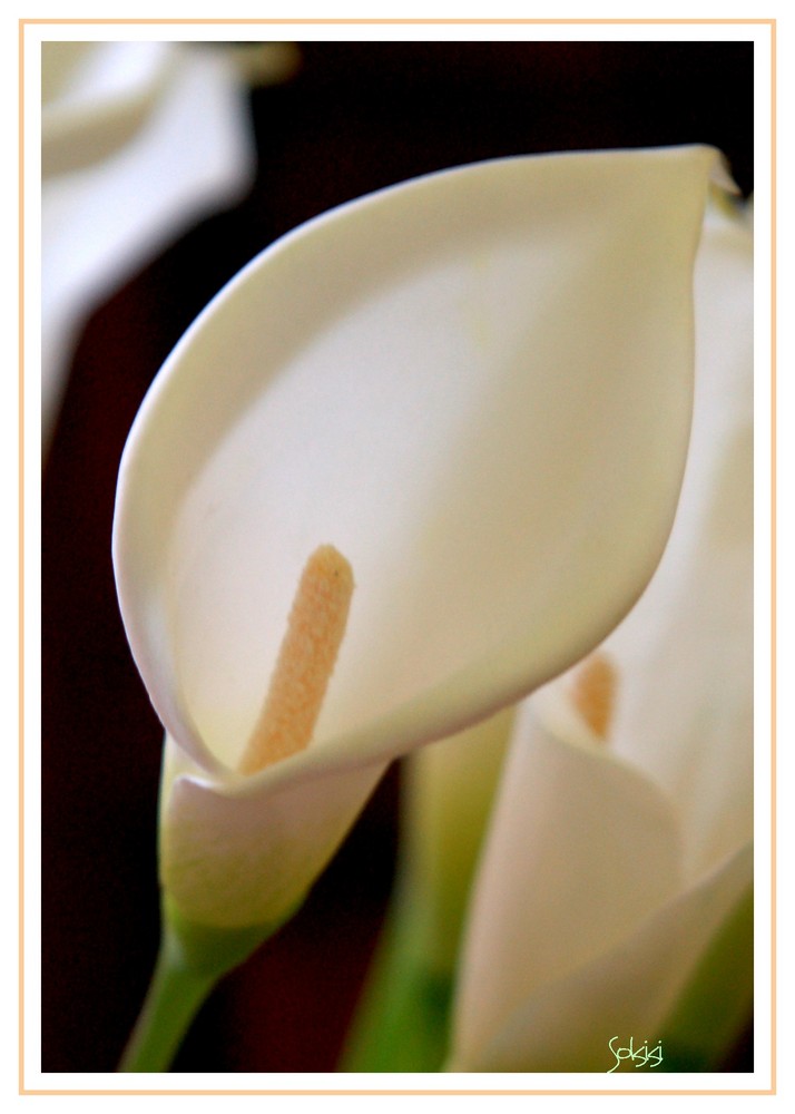 une fleur d' arôme photo et image | plantes, champignons & lichens, nature  Images fotocommunity