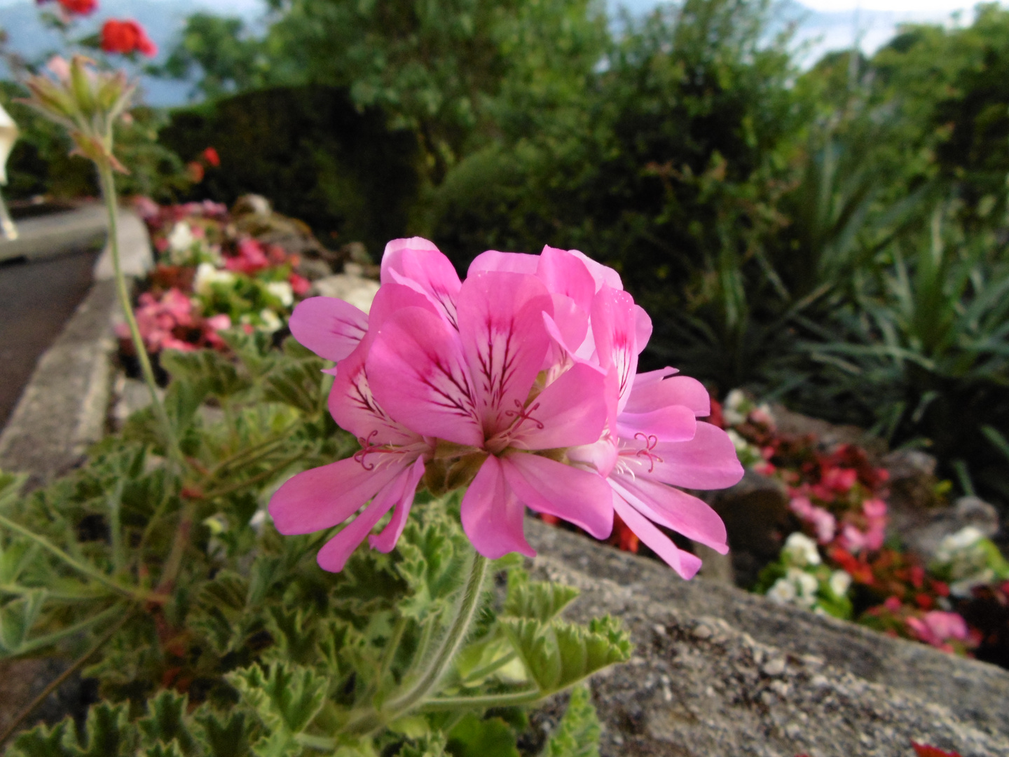 Une fleur