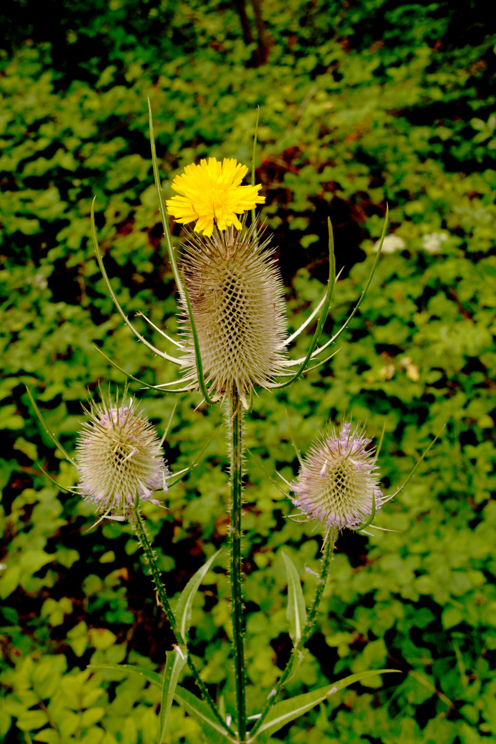 une fleur dans ses cheveux