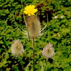 une fleur dans ses cheveux