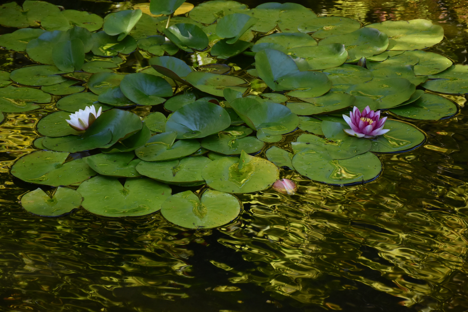 Une fleur dans un étang