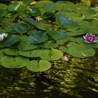 Une fleur dans un étang