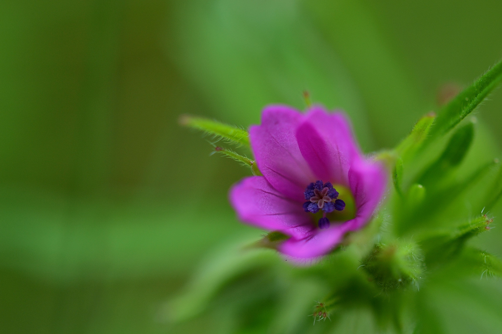 une fleur dans une fleur