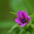 une fleur dans une fleur