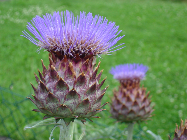 une fleur d'artichaud