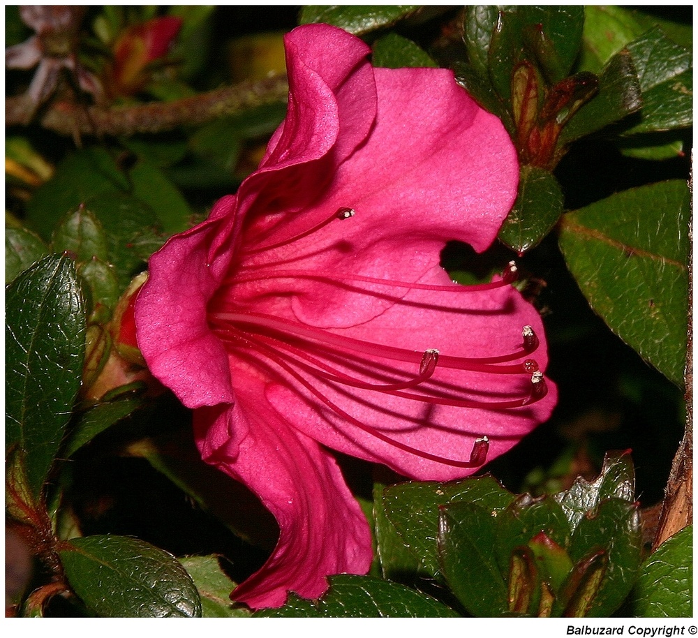 " Une fleur d'azalée "