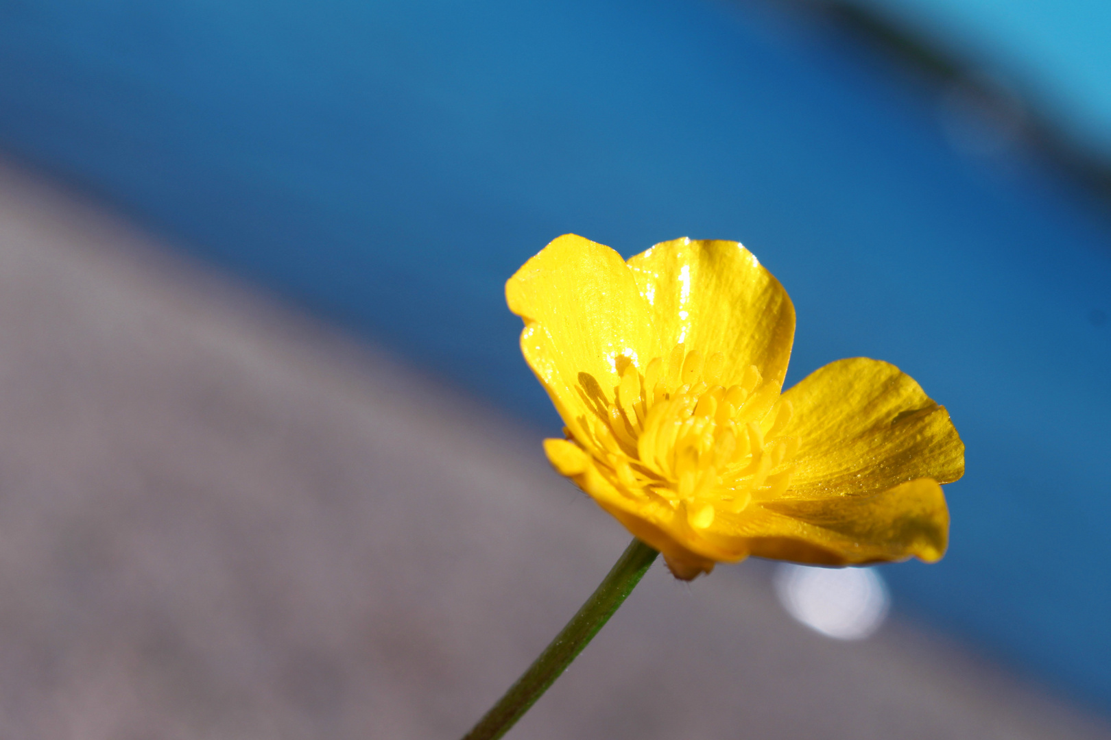 Une fleur de beurre au bord du lac