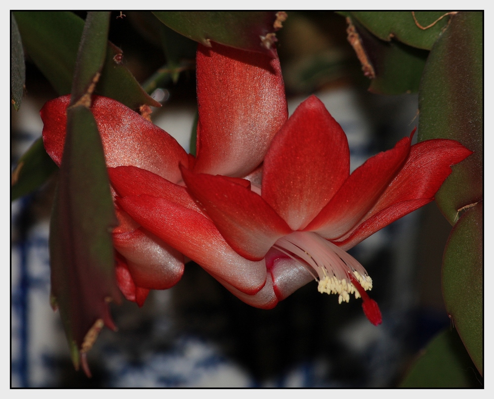 " Une fleur de cactus "