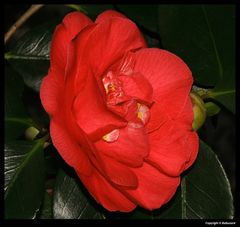 " Une fleur de camélia aprés le coup de froid "