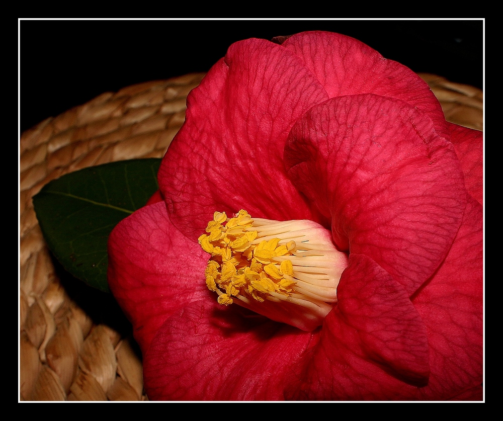 " Une fleur de camélia, de mon jardin après une grosse averse "