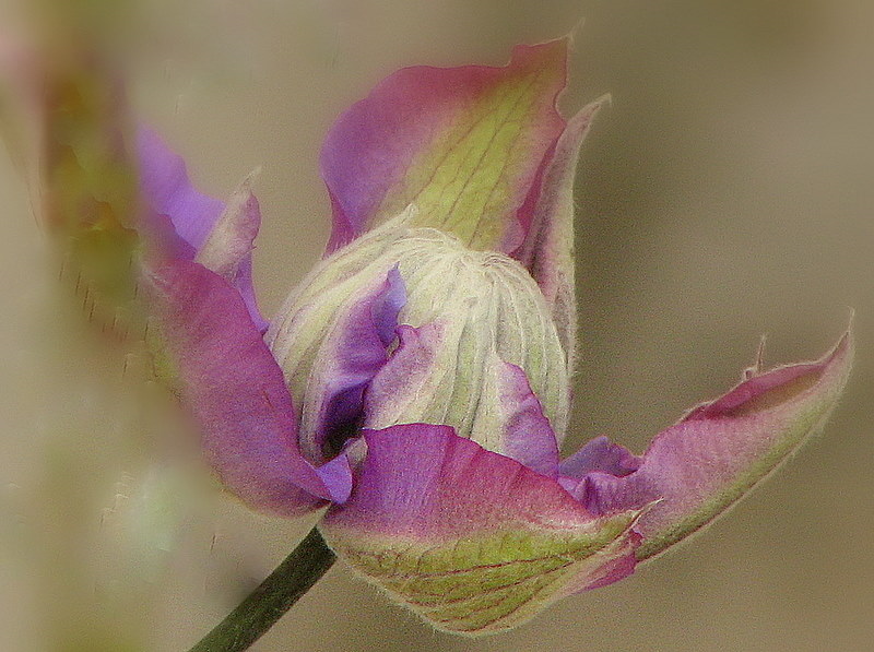 Une fleur de clématite