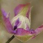 Une fleur de clématite