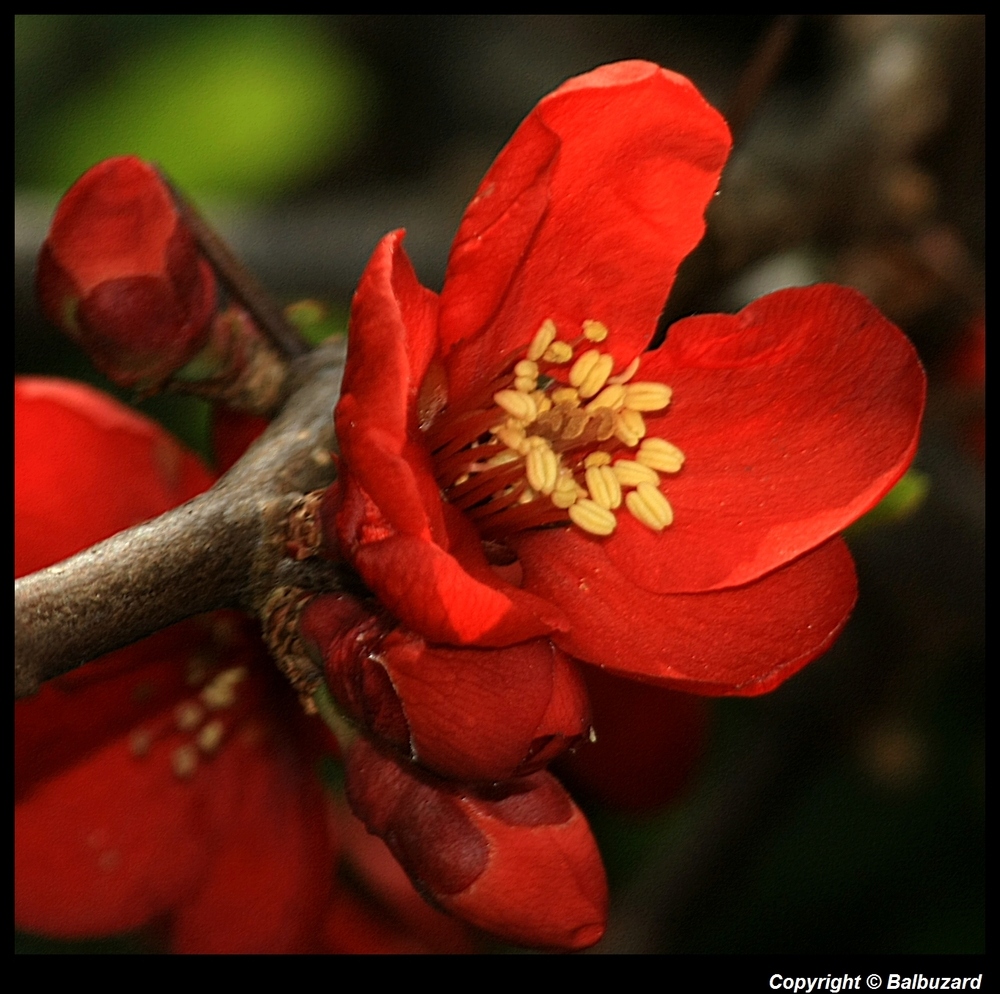 " Une fleur de cognassier du Japon ?? "