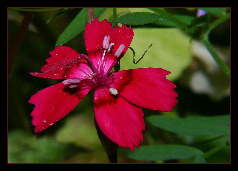 " Une fleur de ?? "