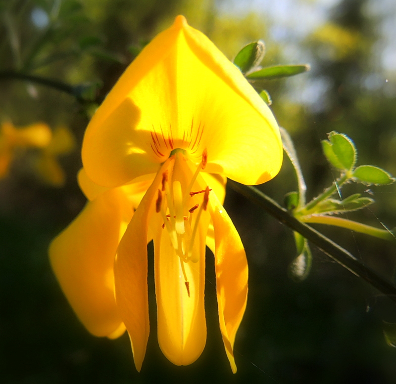 Une fleur de genêt.