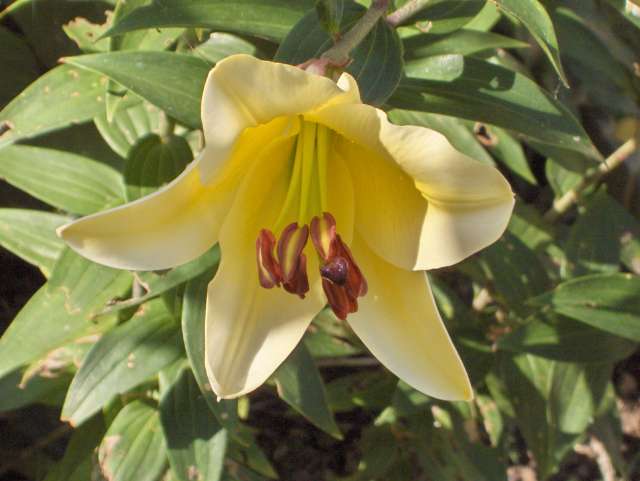 une fleur de mon jardin dont je ne connais pas le nom