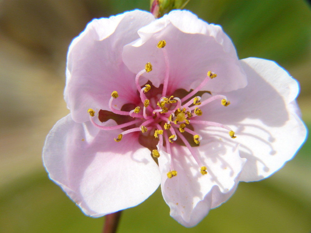 une fleur de pèche