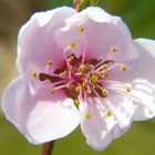 une fleur de pèche