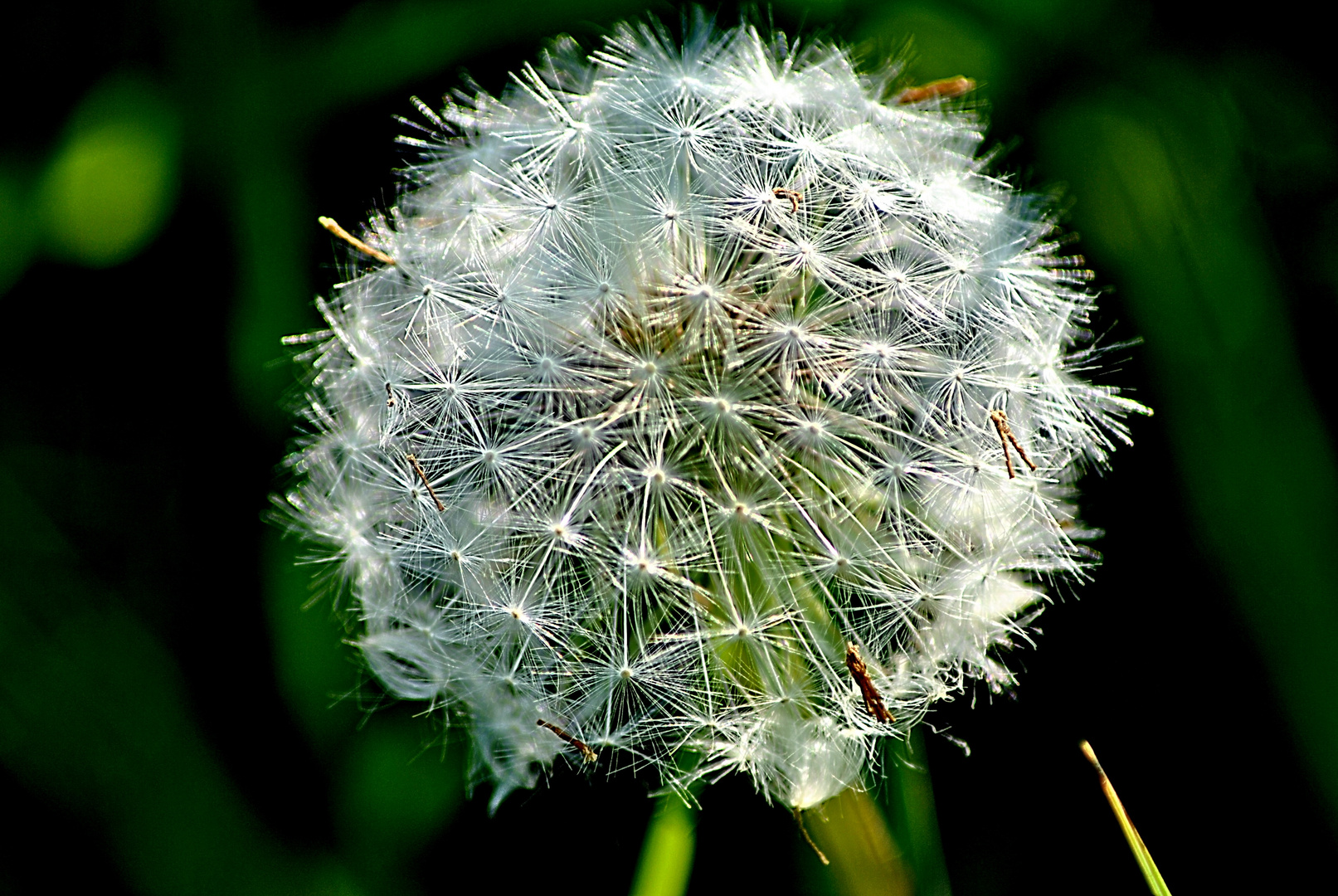 une fleur de pissenlit