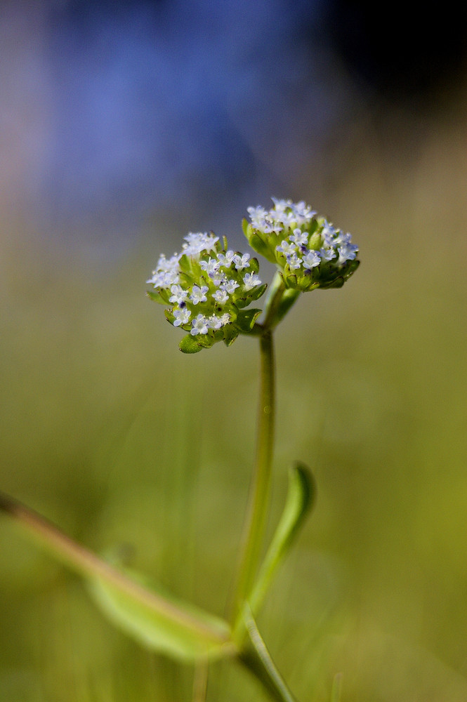 une fleur de plus!!