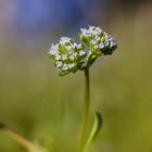 une fleur de plus!!