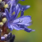 Une fleur de Pontédérie