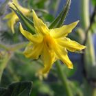 une fleur de tomate....