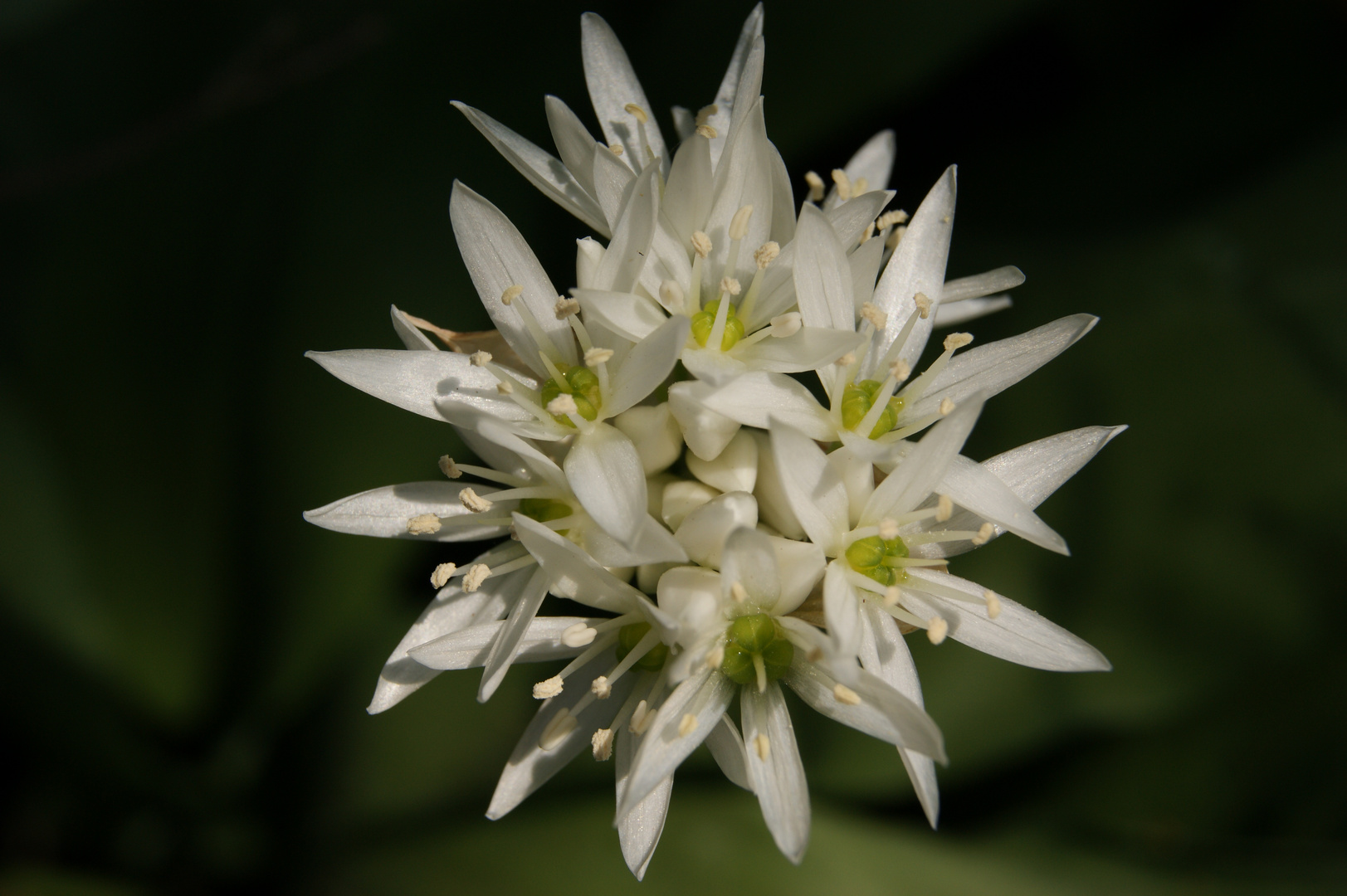 une fleur des bois