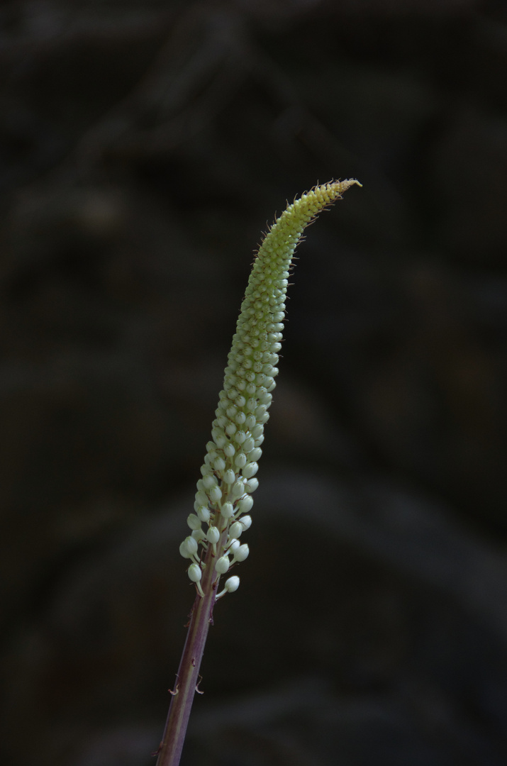 Une fleur des gorges de  Samaria - Crète