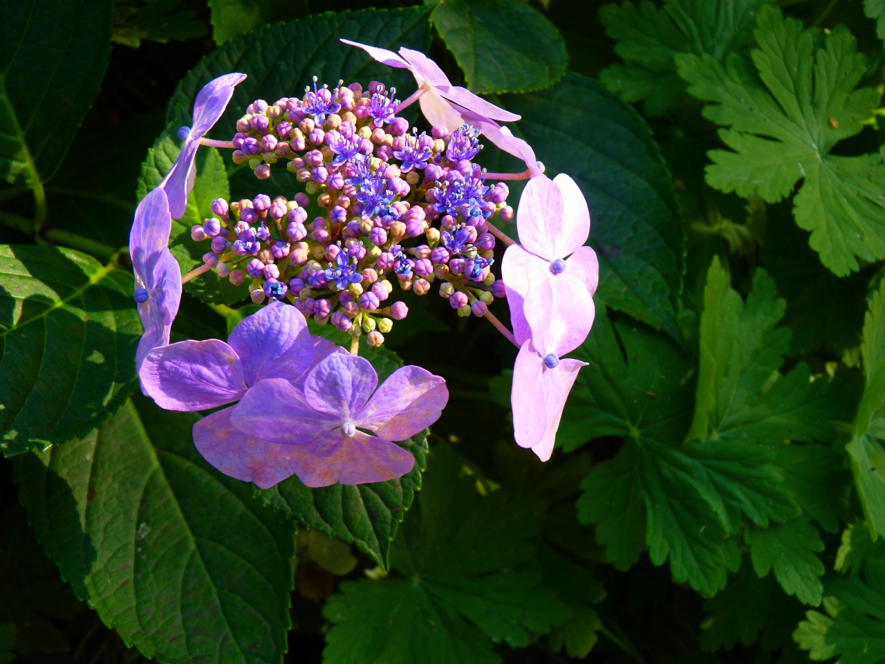 Une fleur d'hortensia (simple)