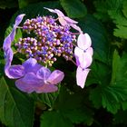 Une fleur d'hortensia (simple)