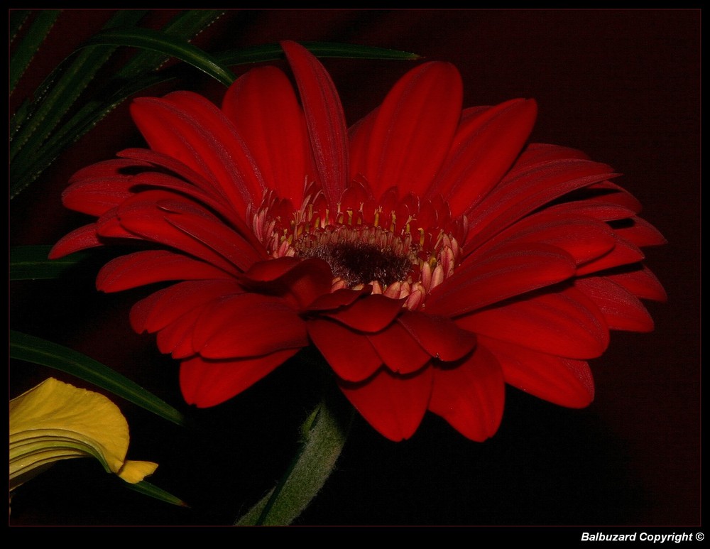 " Une fleur du bouquet pour la fête des grands-méres "