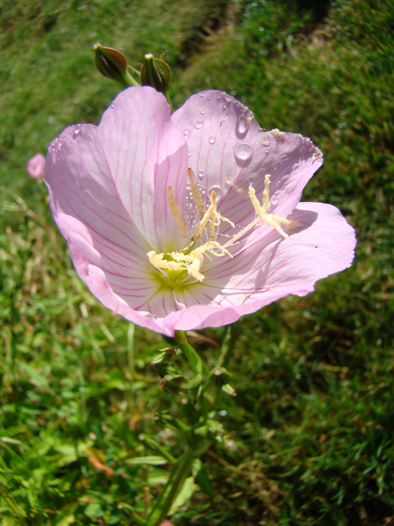 une fleur