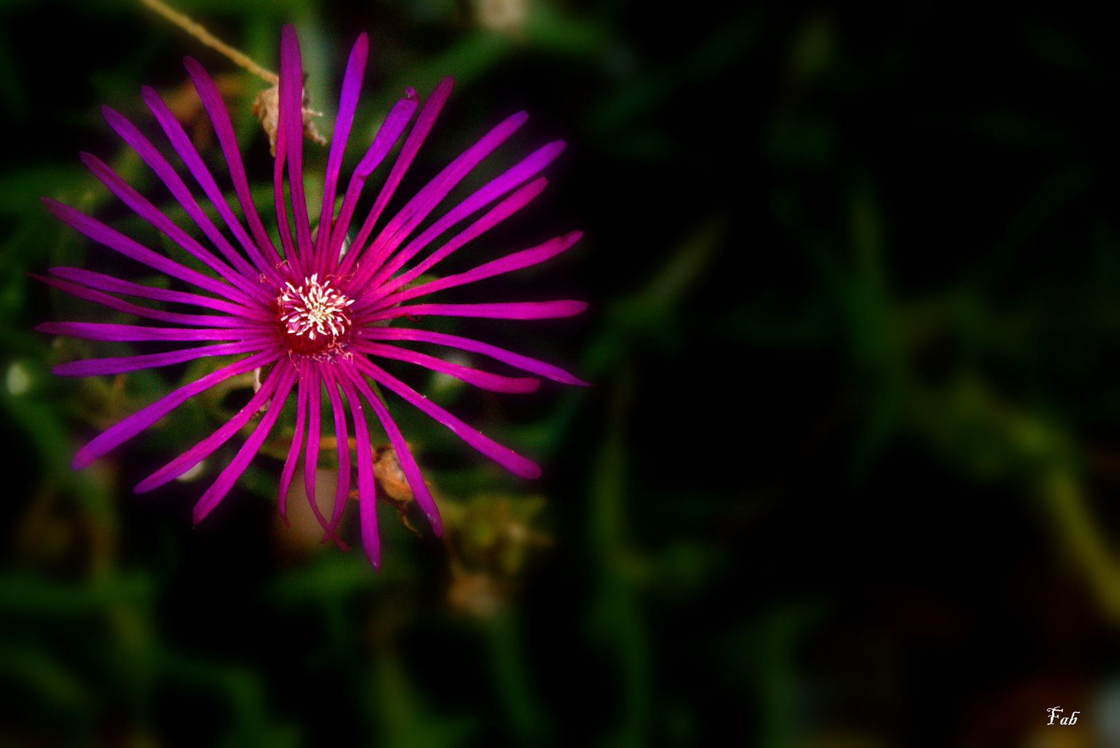 Une fleur hors des ténèbres