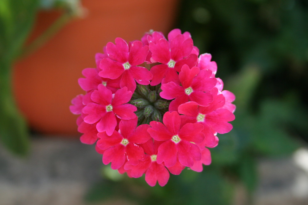 Une fleur, je ne sais la quelle