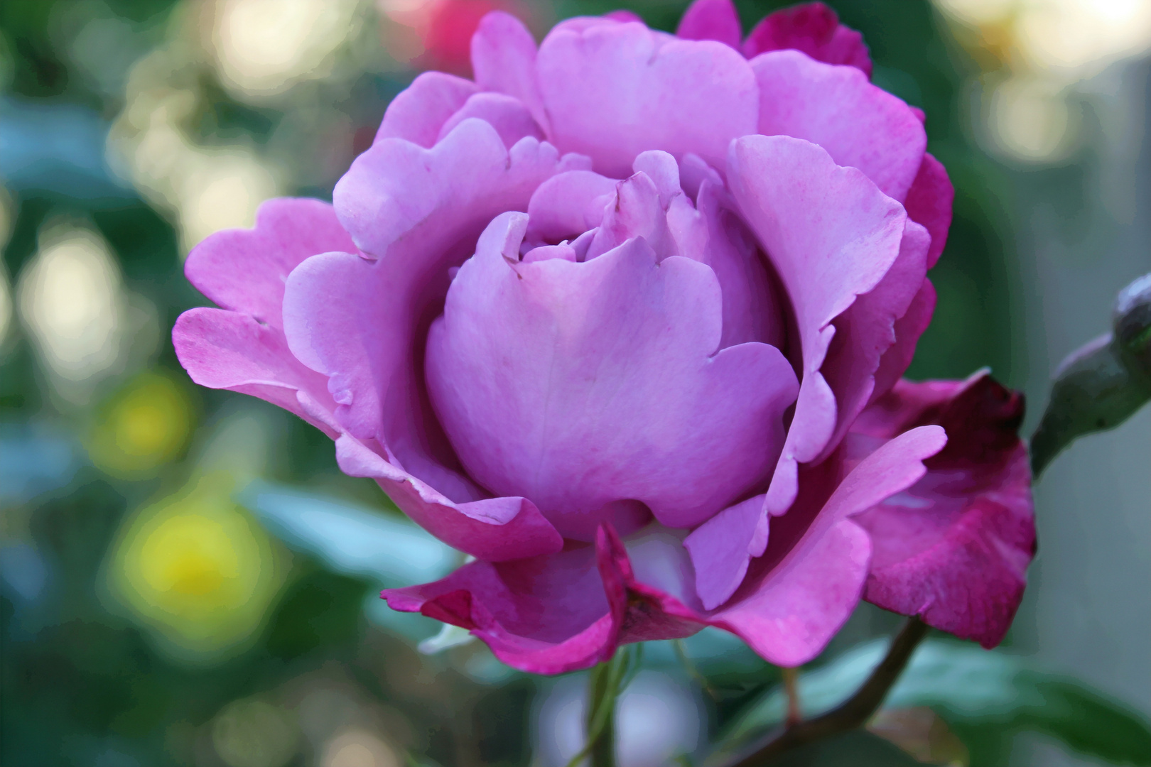 une fleur parmi la reine des fleurs