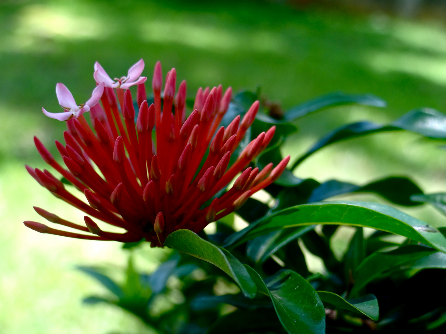 une fleur parmis la nature...