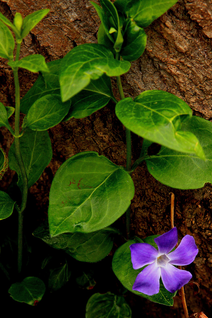 une fleur pour Bechet