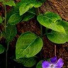 une fleur pour Bechet