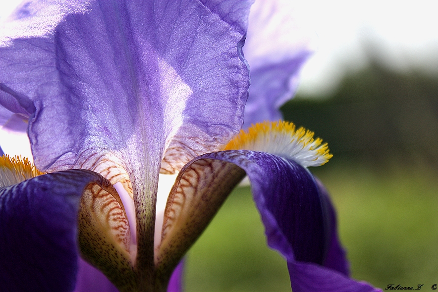 une fleur pour  Dimanche