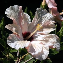 une fleur pour ensoleiller ce WE pluvieux