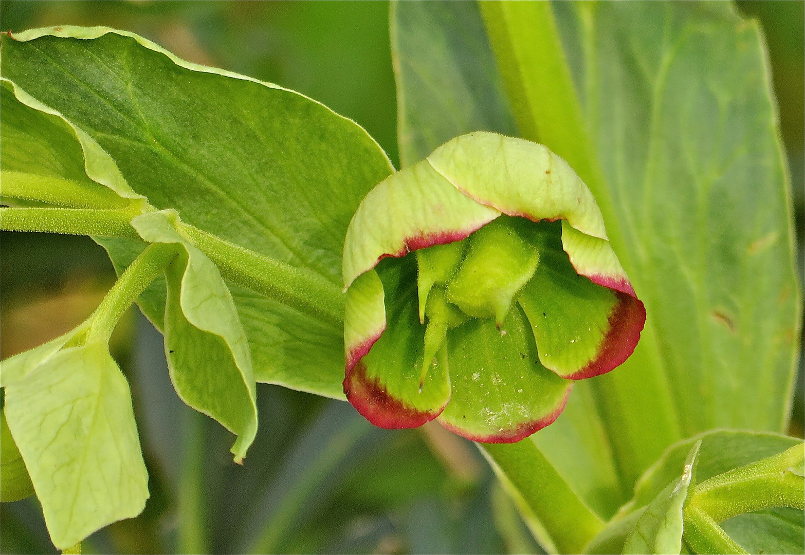 ... une fleur pour le mercredi !!!...