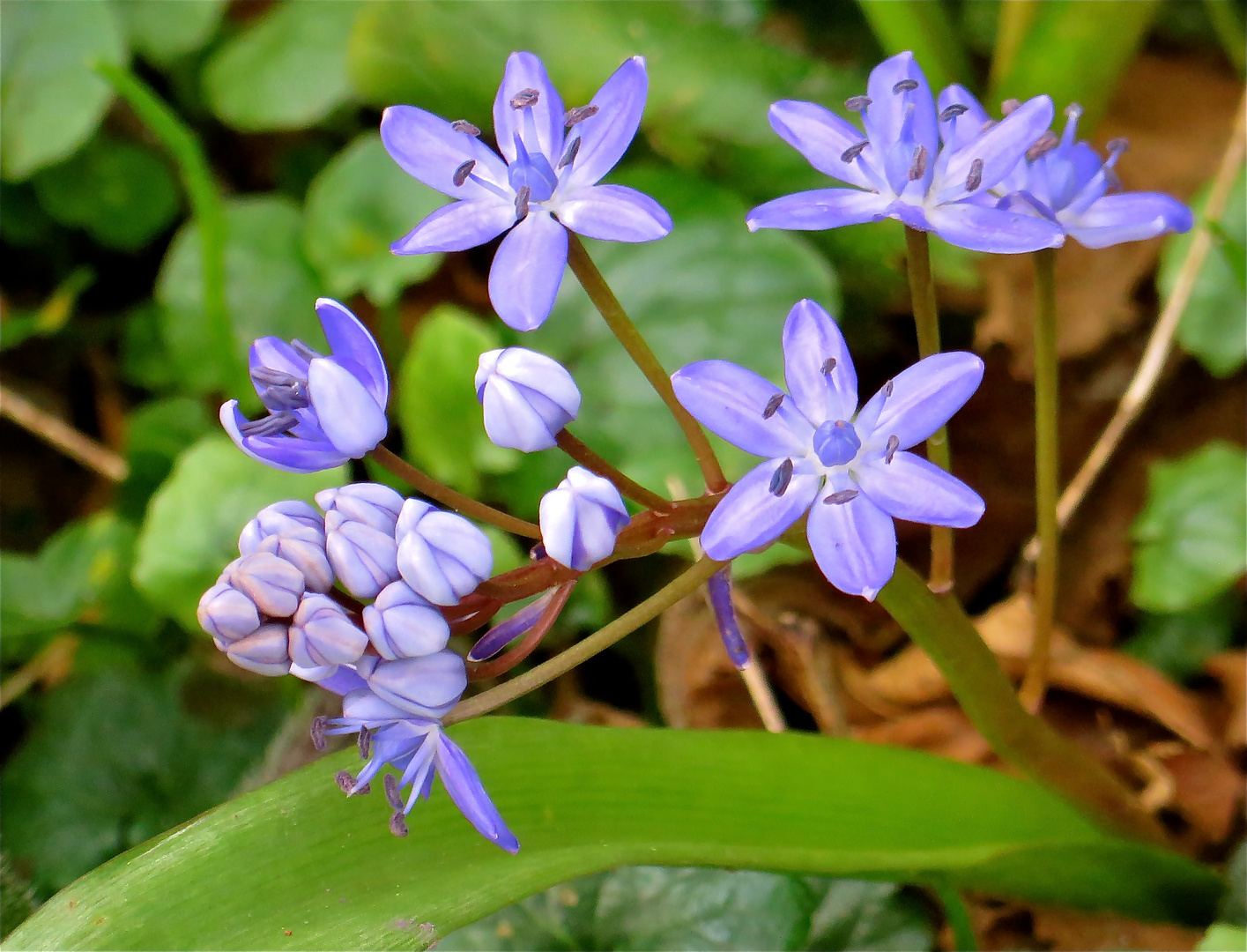 ... une fleur pour le mercredi !!!...