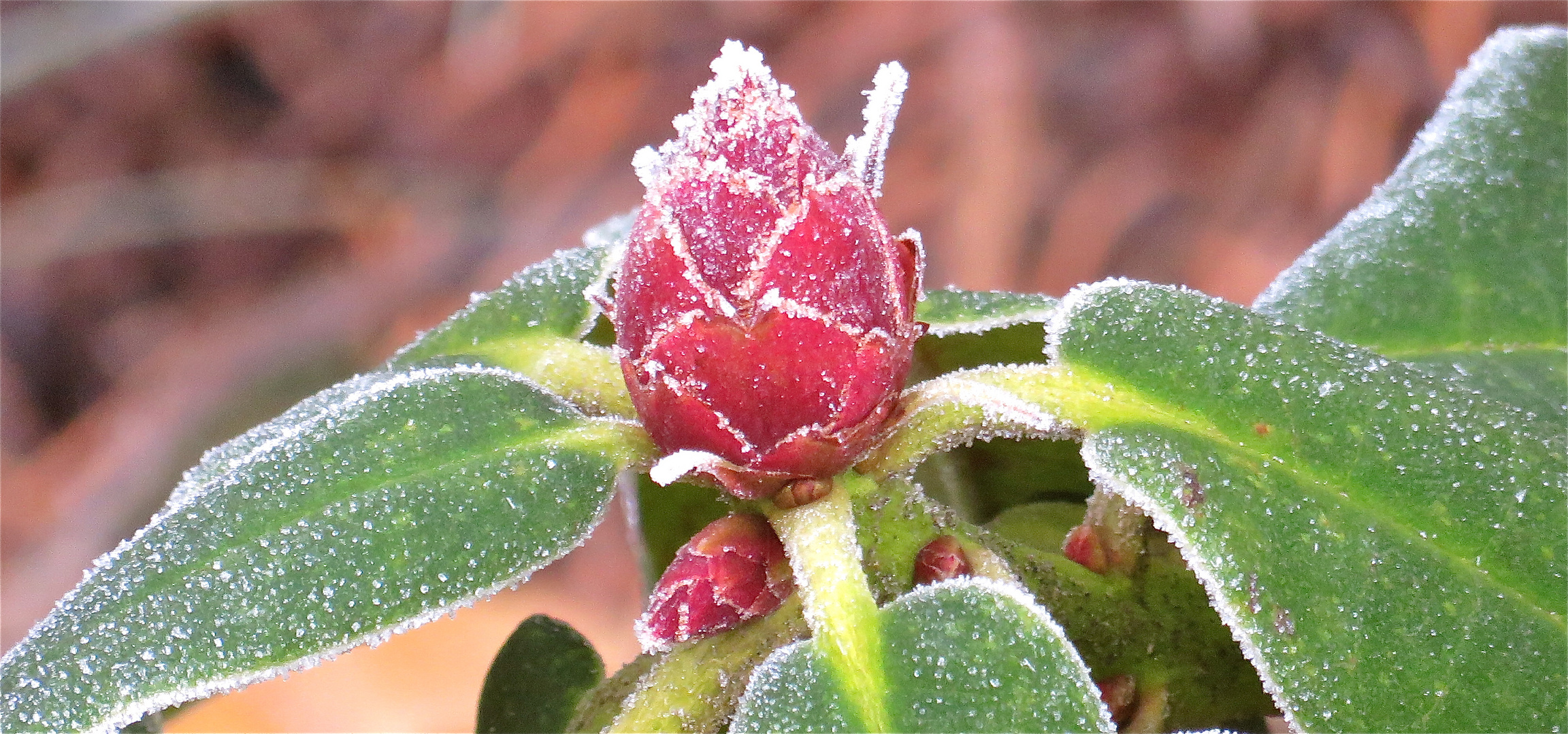 ... une fleur pour le mercredi !!!..