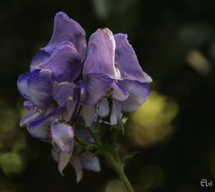 Une fleur pour Michèle