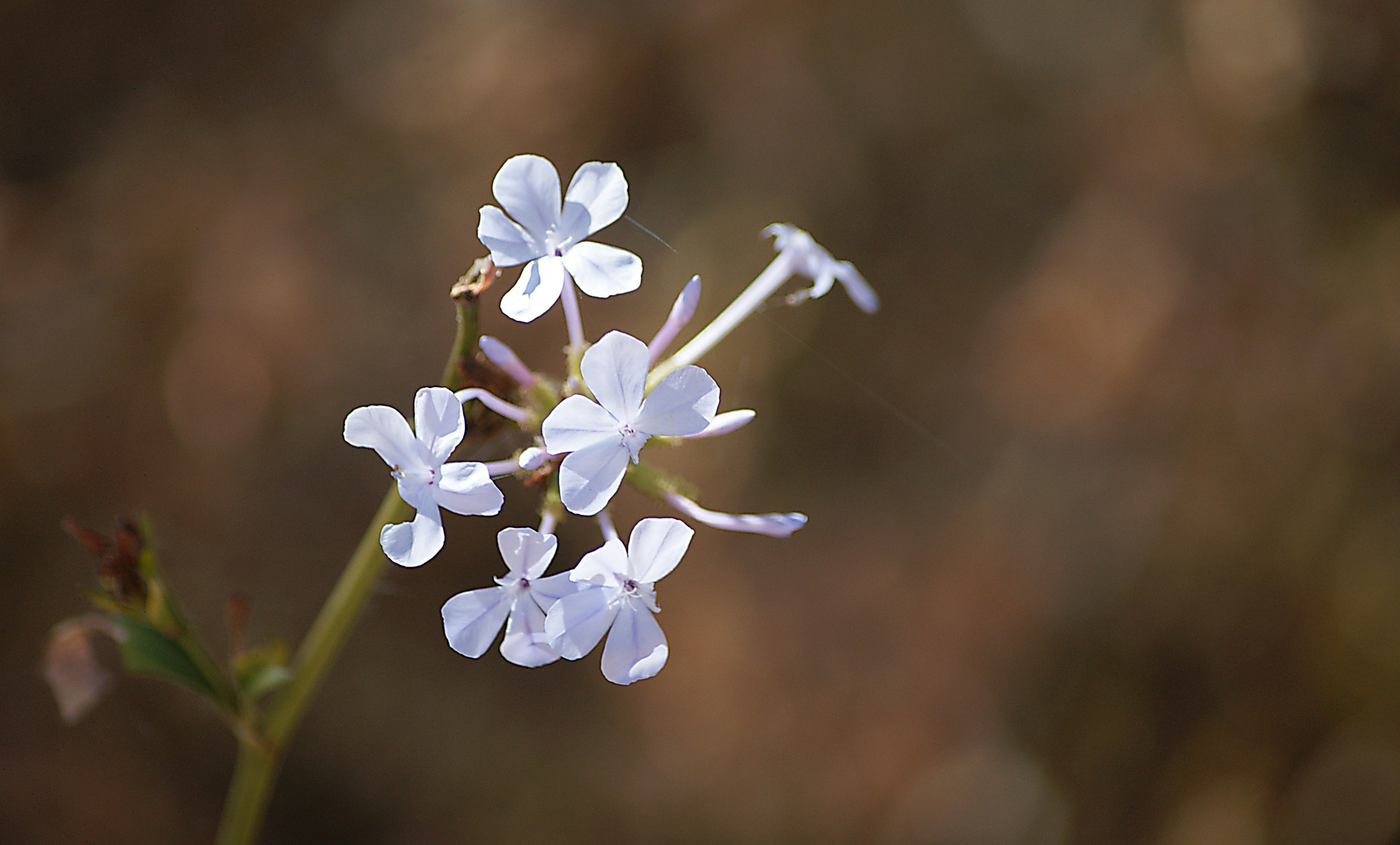 Une Fleur pour Suzanne (Erongo, Namibia),wer kennt diese Pflanze?