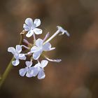 Une Fleur pour Suzanne (Erongo, Namibia),wer kennt diese Pflanze?